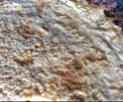 Crostata ricotta, latte di cocco e cacao