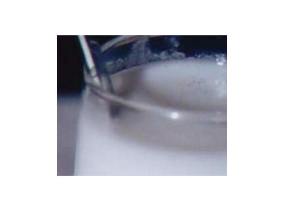 Sorbetto veloce-economico al limone