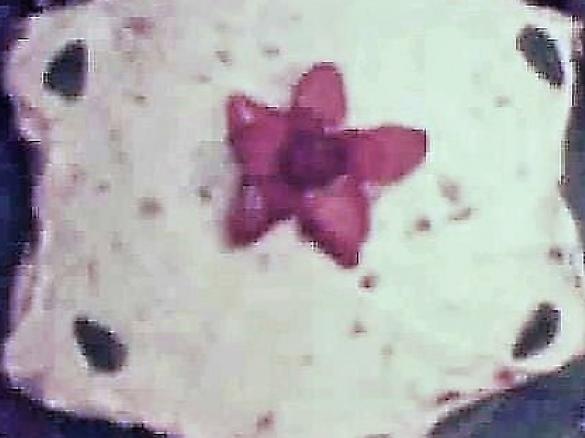 stella panna e fragola 