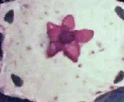 stella panna e fragola 