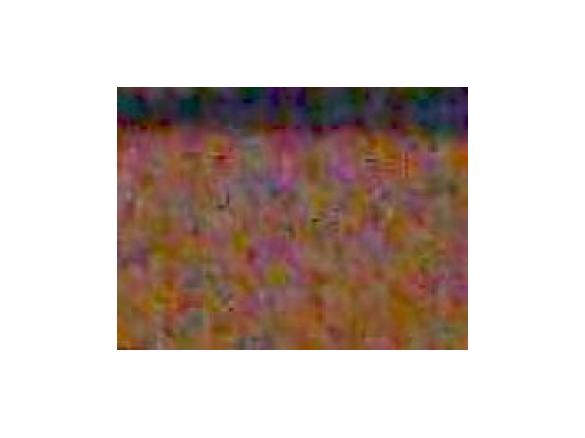 ROTOLO CON CREMA PANNA E RICOTTA