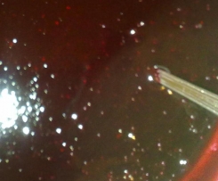 Salsa ai frutti di bosco