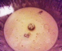 Besciamella Super Light