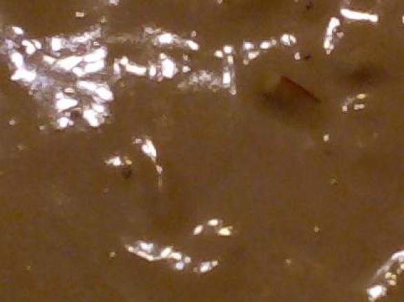 salsa per coktail di gamberi