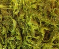 TAGLIATELLE AI PISTACCHI