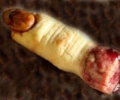 Dita mozzate...per halloween.