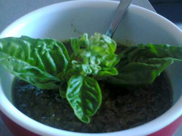 pesto profumatissimo