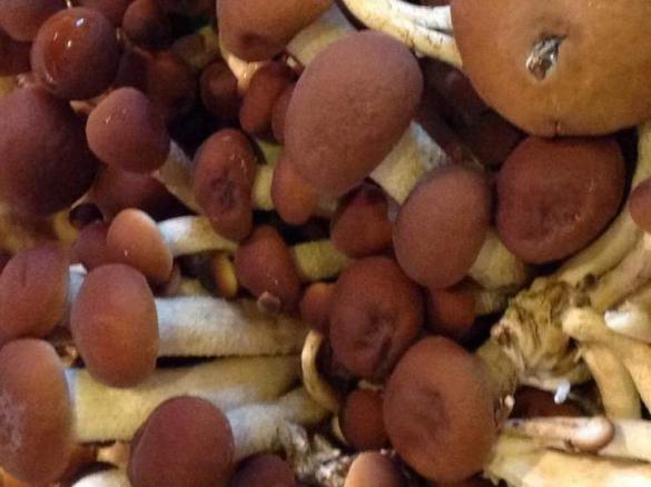 Funghetti chiodini sott'olio