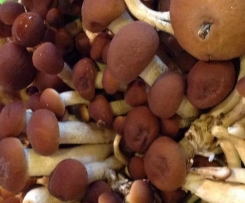 Funghetti chiodini sott'olio