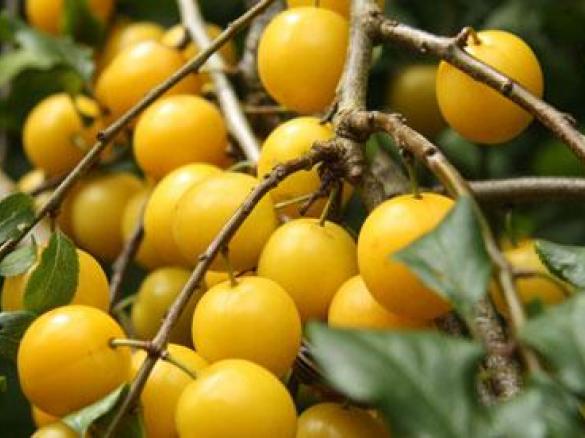 Marmellata di Amoli gialli