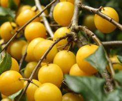 Marmellata di Amoli gialli