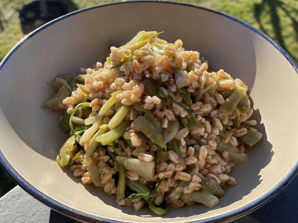 Insalata di farro e puntarelle piccanti