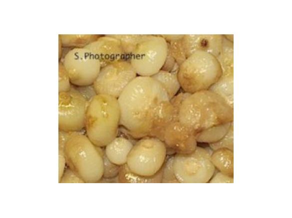 CIPOLLINE IN AGRODOLCE