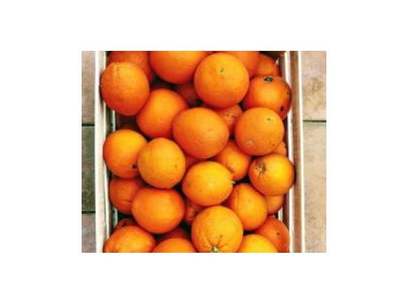 Marmellata bio di arance