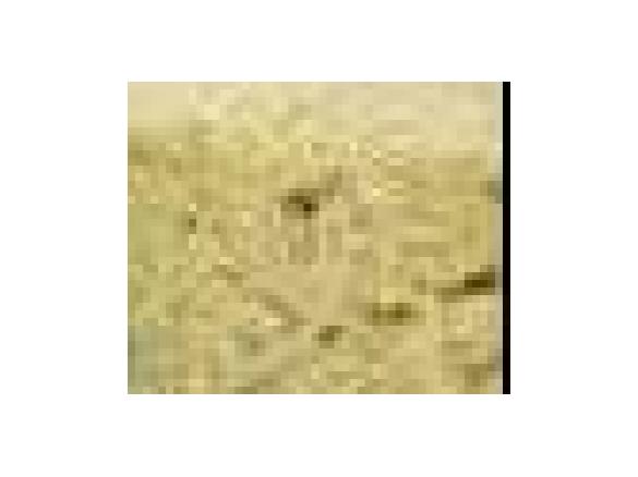 sfornato di Gambi di Carciofo