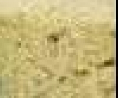 sfornato di Gambi di Carciofo