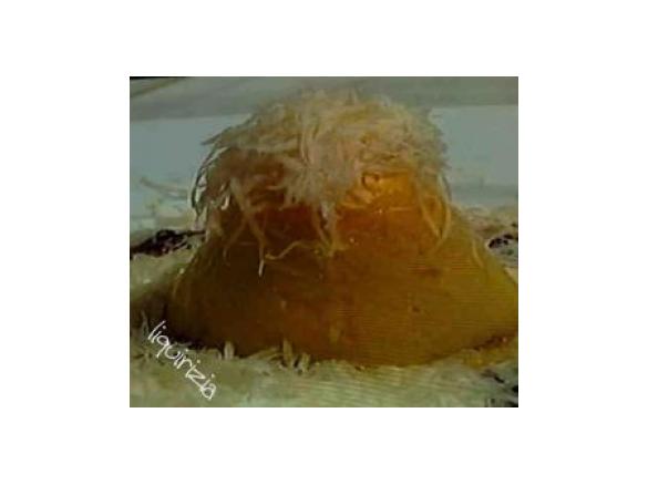 timballi di polenta con cuore a sorpresa