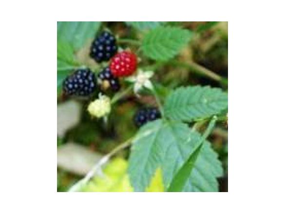 marmellata di more selvatiche