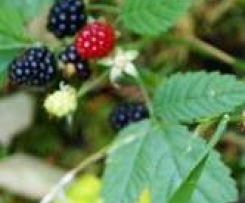 marmellata di more selvatiche