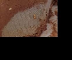 semifreddo cioccolato e cappuccino 