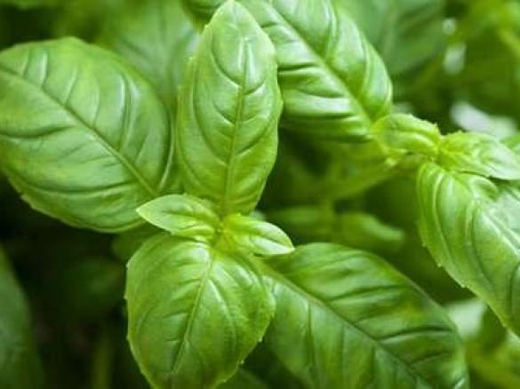 sorbetto al basilico