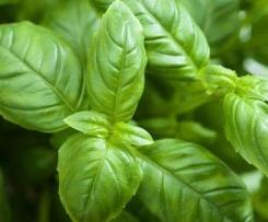 sorbetto al basilico