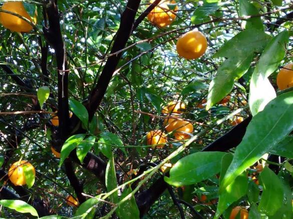 dolce ai sapori di Sicilia senza glutine