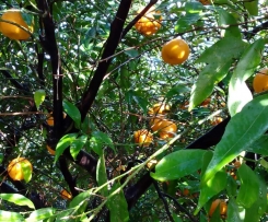 dolce ai sapori di Sicilia senza glutine
