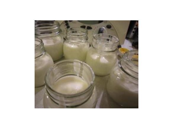 Yogurt da fermenti lattici