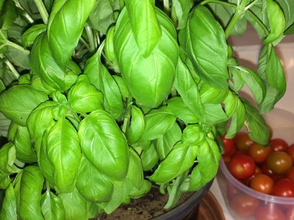 Pesto alla genovese collaudato anche vegan