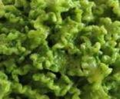 pesto di crescione